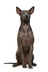 beautiful thai ridgeback puppy