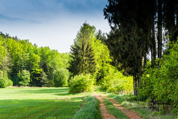 Countryside road in summer field. South Bohemian region. Czech republic.