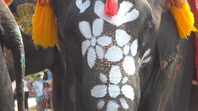 Elephant with body painted 