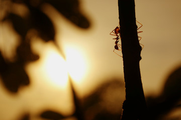 silhouette of ants working That demonstrates a strong work ethic and good teamwork.