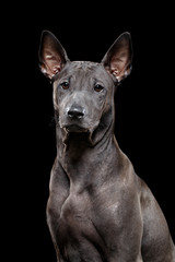 beautiful thai ridgeback puppy