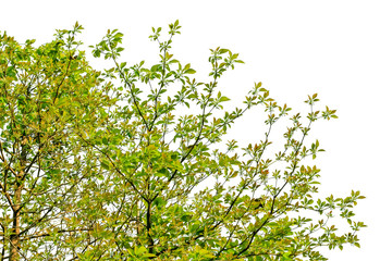 Tree isolated on white background