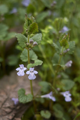 Glechoma hederacea
