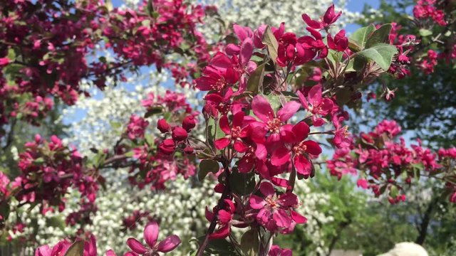 red flowers on a branch of an apple tree under the sun in the wind