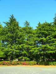 ヒマラヤスギのある公園風景