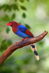 The Sri Lanka blue magpie or Ceylon magpie (Urocissa ornata) sitting on the branch middle of the rainforest.