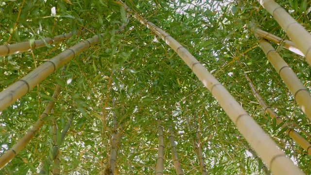 thickets of green bamboo against