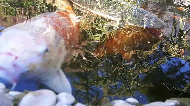 Japanese carp in water, Japanese KOI Carp floats in a decorative pond. Fancy Carp or Koi Fish are red,orange, white. Decorative bright fish floats in a pond