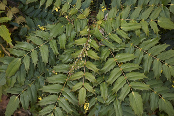 Mahonia x media