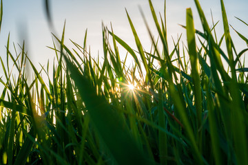 Natur von unten