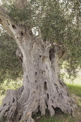 Fototapeta na wymiar pianta di olive secolari olivo secolare
