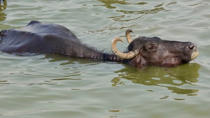 Fototapeta premium Wasserbüffel beim baden im Ganges bei Varanasi, Indien