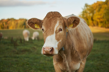 Kuh Portrait Wiese Makro Landwirtschaft