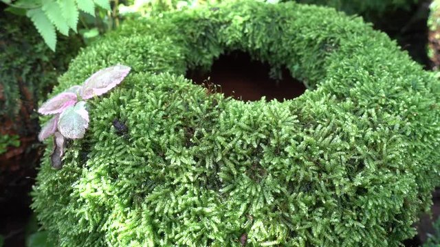 Plant beautiful mos garden cover on jar pot 