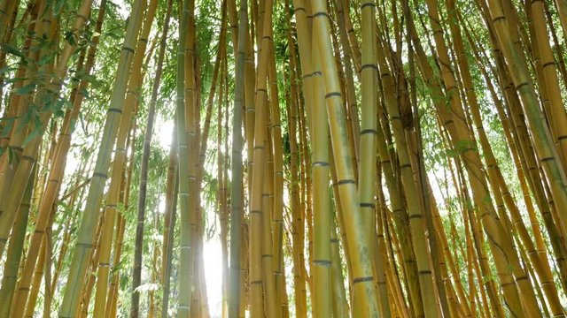 thickets of green bamboo against