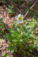 Anemone blooming in a garden