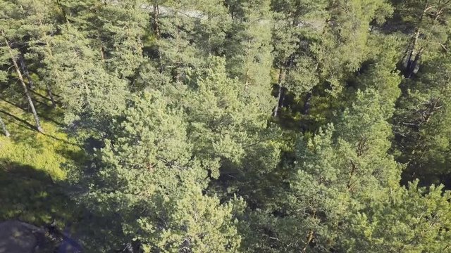 Colourful autumn colours in forest. Video. Top view of the Forest on a Sunny day