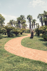 Palm trees and sidewalks