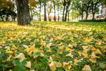 Obraz premium 公園の秋