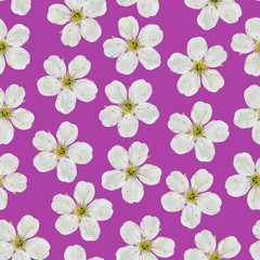 Seamless pattern. White cherry flowers on a pink background.