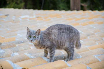 Fototapeta premium A grey cat on top of a tile roof