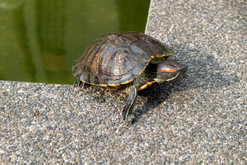 Turtle Walking