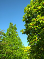 公園のユズリハとメタセコイア