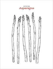 Hand drawn sketch style asparagus vector.