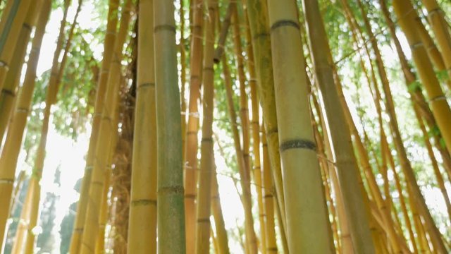 thickets of green bamboo against