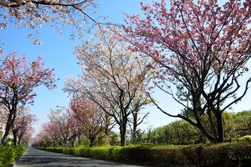 八重桜の並木道