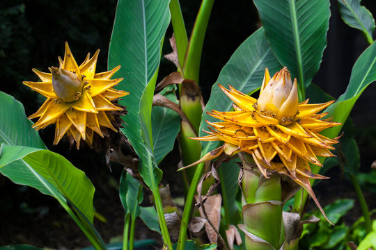 Golden Lotus Banana, Ensete lasiocarpum/ Chinese Dwarf Banana