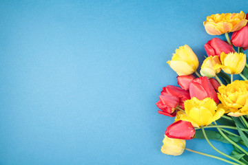 red and yellow tulips on a blue background Flat lay Copyspace.