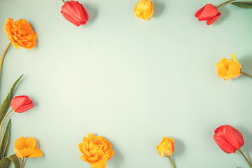 red and yellow tulips on a blue background Flat lay Copyspace.