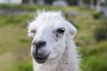 Portrait of a llama (Lama glama) / Portrait of a white llama looking into the camera, right eye keeping it closed.