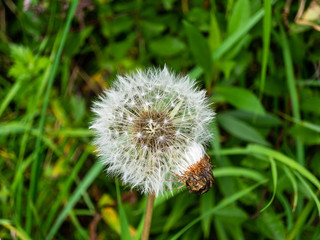 Dandelion with insect
