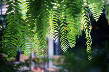 Ferns leaves pattern hanging from the roof. Houseplant decoration in tropical garden. 