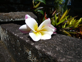 Fleurs de frangipanier