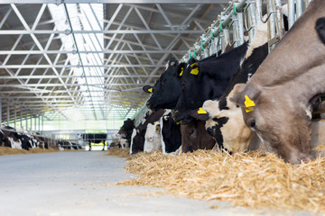 Cows eat from a concrete aft table in a metal barn © Oleksandr