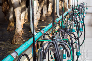 Clean, washed milking equipment hanging on the background of cow's feet