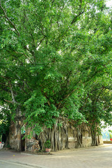 Wat thai church .It not have roof .big tree coverd roof  at landmark og\f SINGBURI THAILAND 