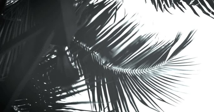 Tropical palm leaf shadow reflection on  water lake pond surface background , 4k dci resolution