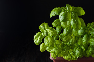 Fresh basil on a dark background. Green basil. Green basil in a pot on a dark background. Food background. A lot of basil leaves. Copy space.