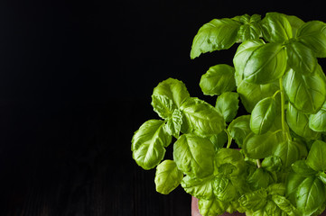 Fresh basil on a dark background. Green basil. Green basil in a pot on a dark background. Food background. A lot of basil leaves. Copy space.
