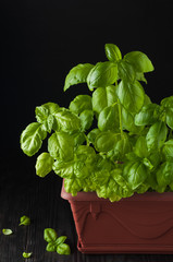 Fresh basil on a dark background. Green basil. Green basil in a pot on a dark background. Food background. A lot of basil leaves. Copy space.