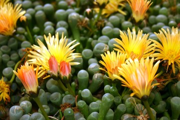 Obraz premium Blomme en plante 122