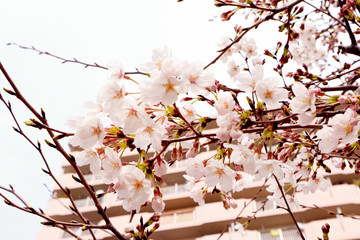 Blooming Cherry Blossom in Tokyo