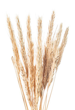 Ripe wheat and rye ears isolated on white