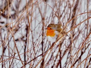 Robin in Winter 