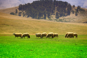 sheep flock to the mountain