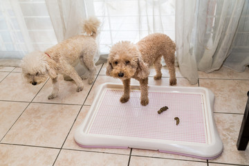 Poodle dog next to training toilet tray with poop faeces